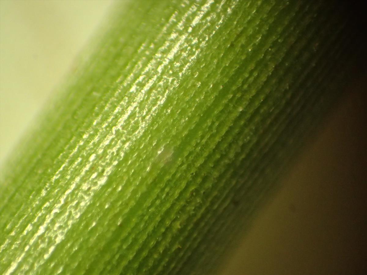 Juncus australis (door Sipke Gonggrijp)