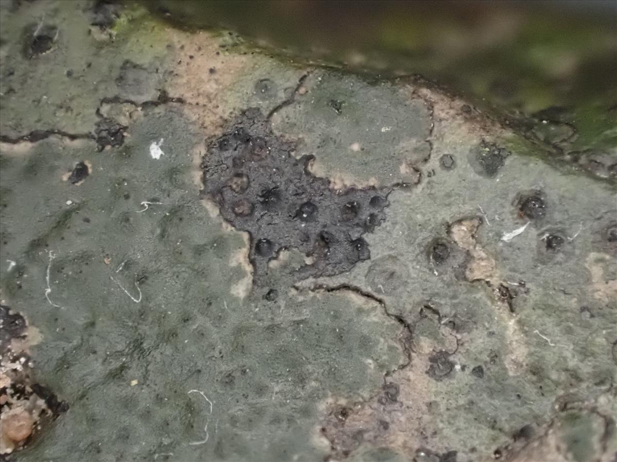 Verrucaria aquatilis (door Sander van Zon)