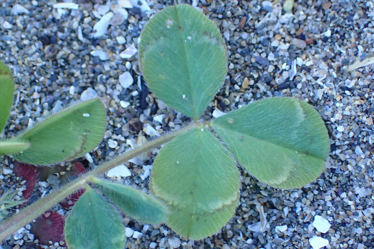 Trifolium hirtum (door Sipke Gonggrijp)