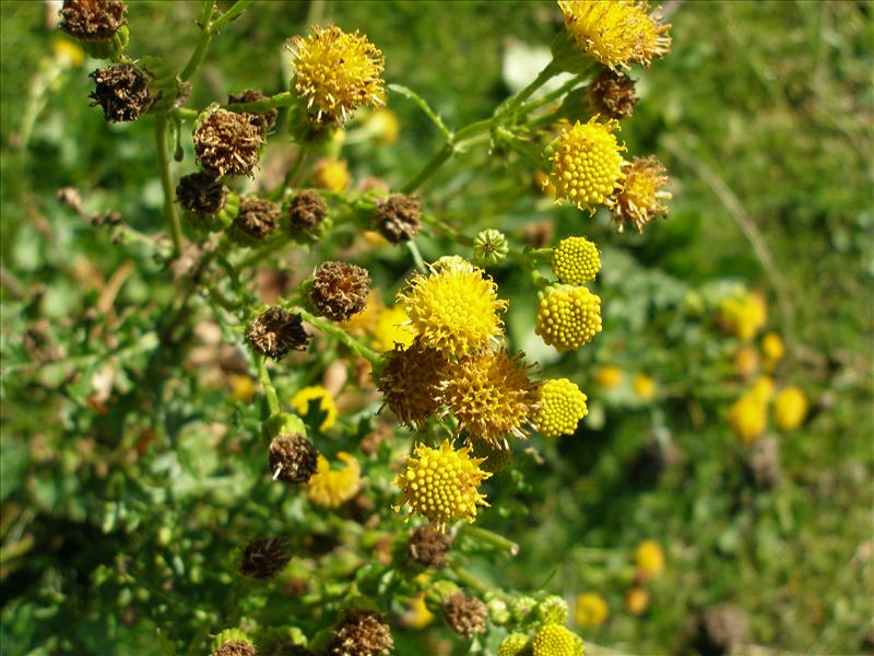 Jacobaea vulgaris subsp. dunensis (door Piet Bremer )