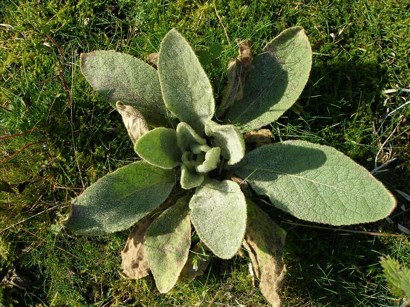 Verbascum thapsus (door Piet Bremer )