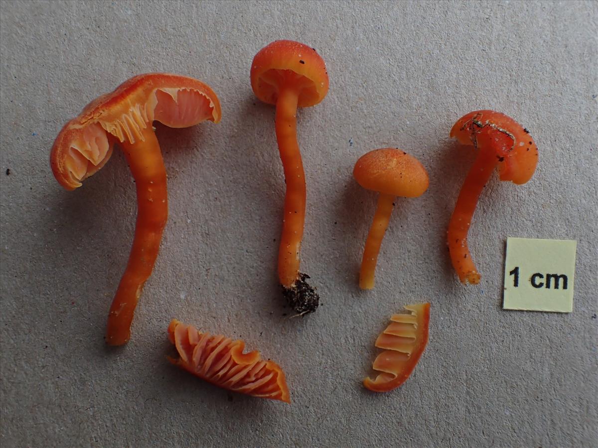 Hygrocybe calciphila (door Leo Jalink (coll. Jalink 9745))