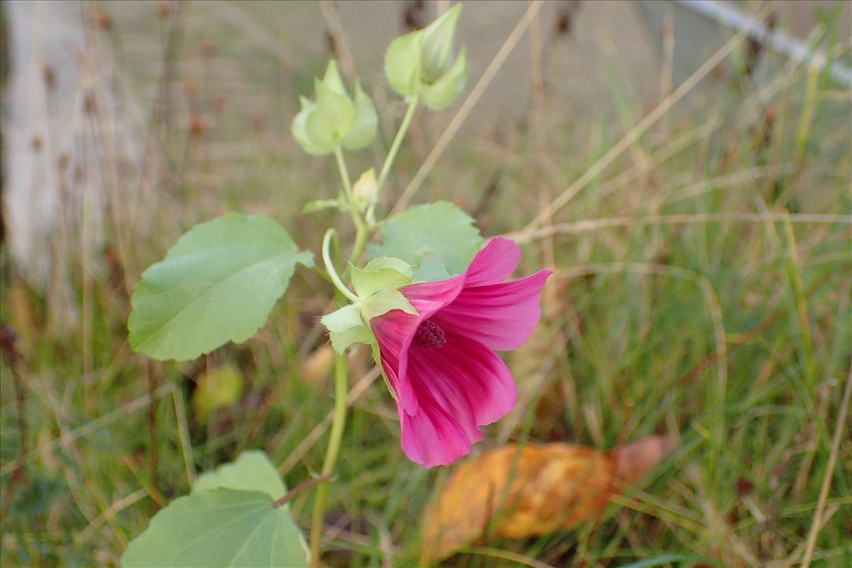 Malope trifida (door Sipke Gonggrijp)