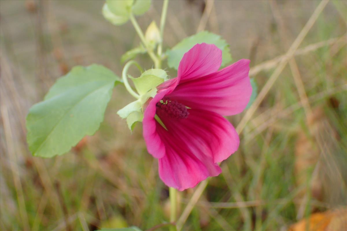 Malope trifida (door Sipke Gonggrijp)