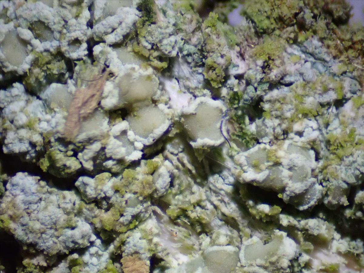 Lecanora strobilina (door Lukas Verboom)