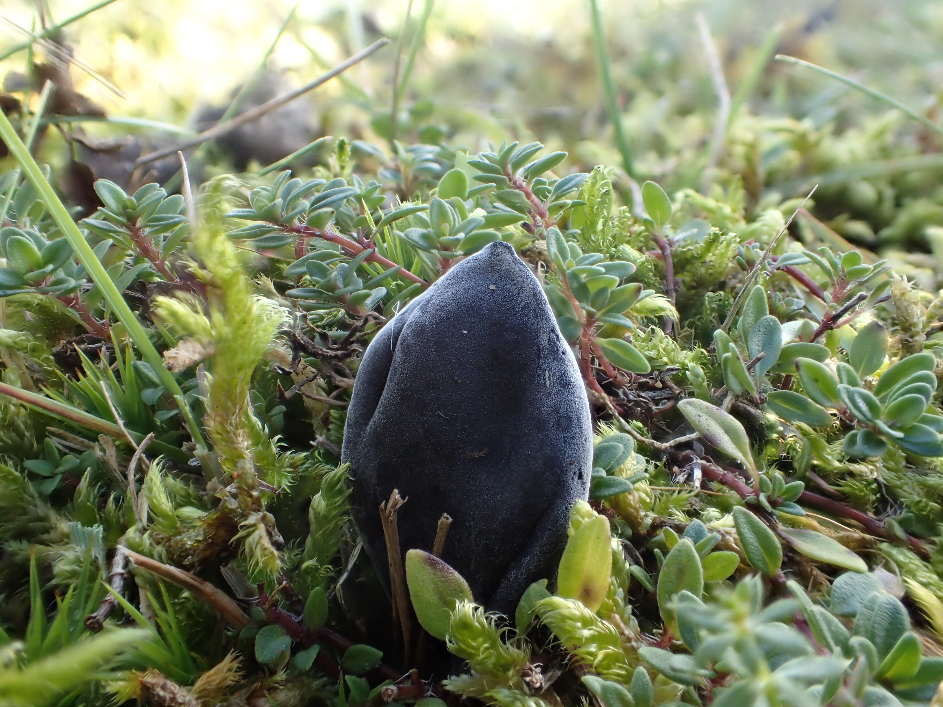 Hypomyces papulasporae (door Leo Jalink)