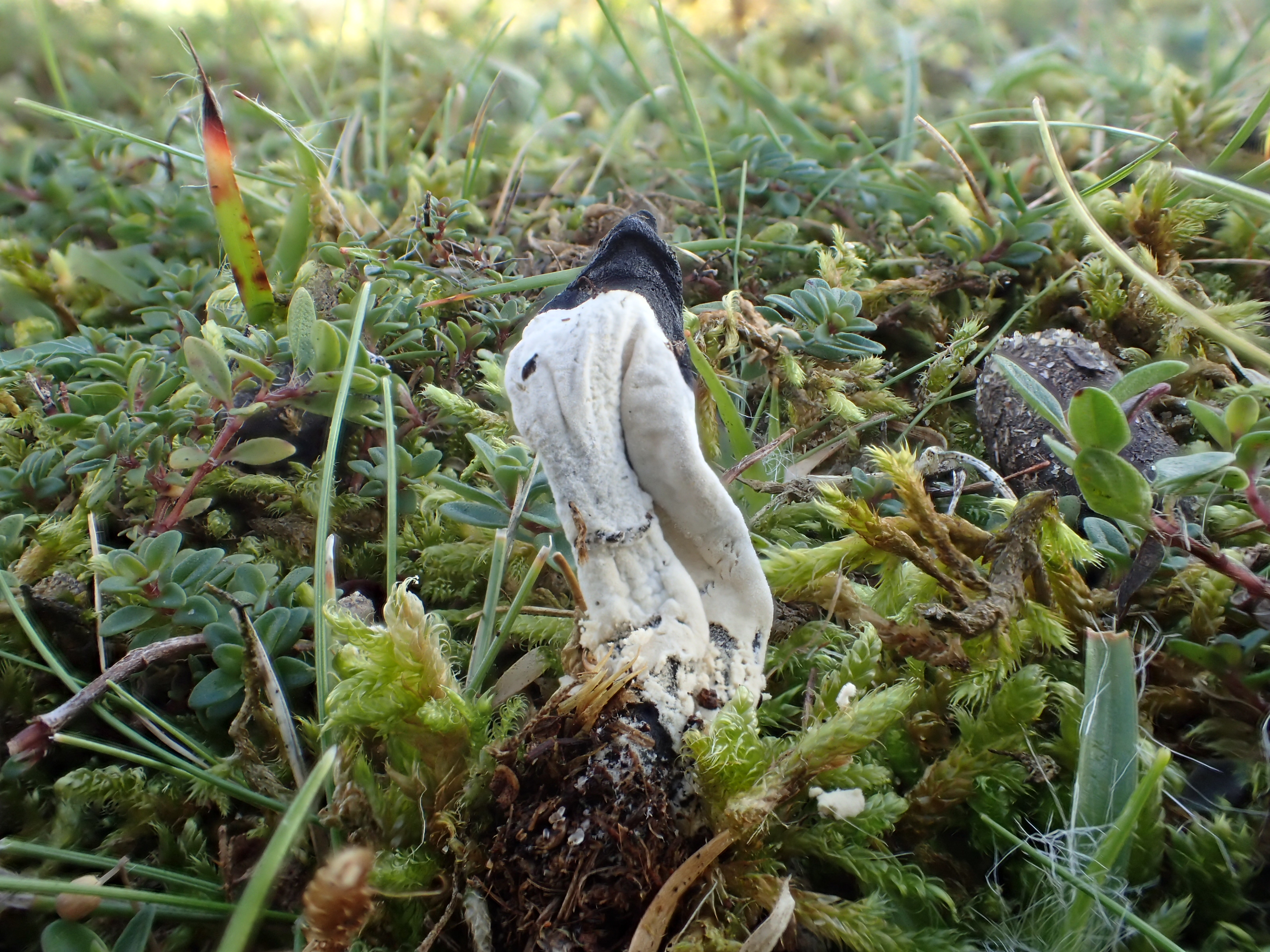 Hypomyces papulasporae (door Leo Jalink)