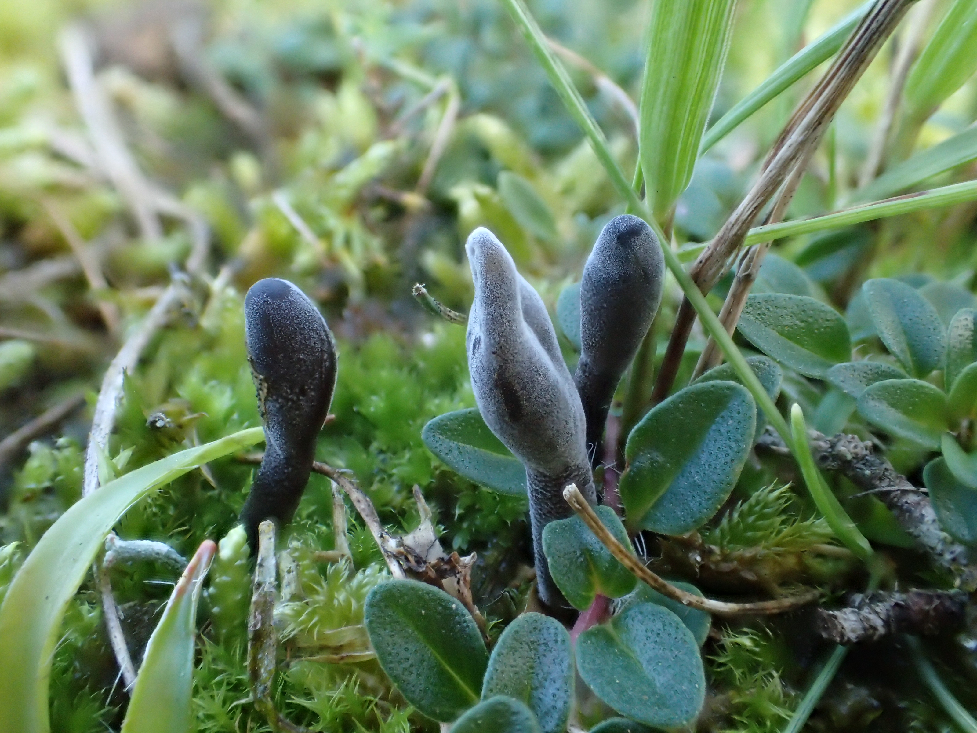 Hypomyces papulasporae (door Leo Jalink)