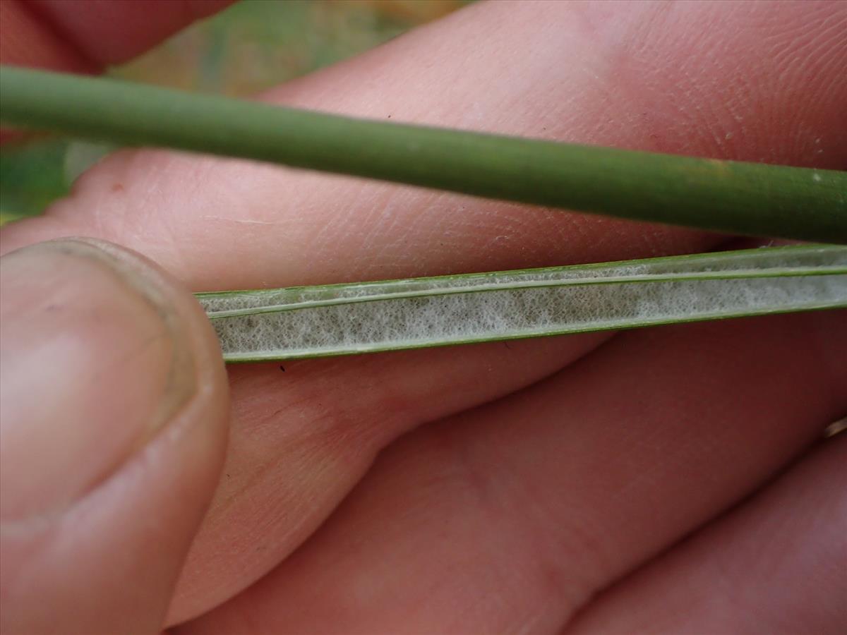 Juncus vaginatus (door Sipke Gonggrijp)