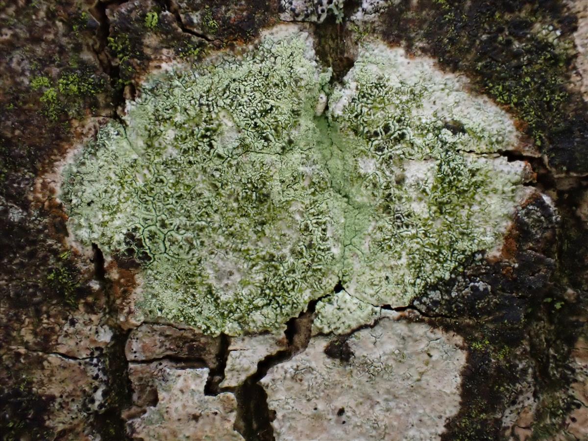Lecanora compallens (door Lukas Verboom)