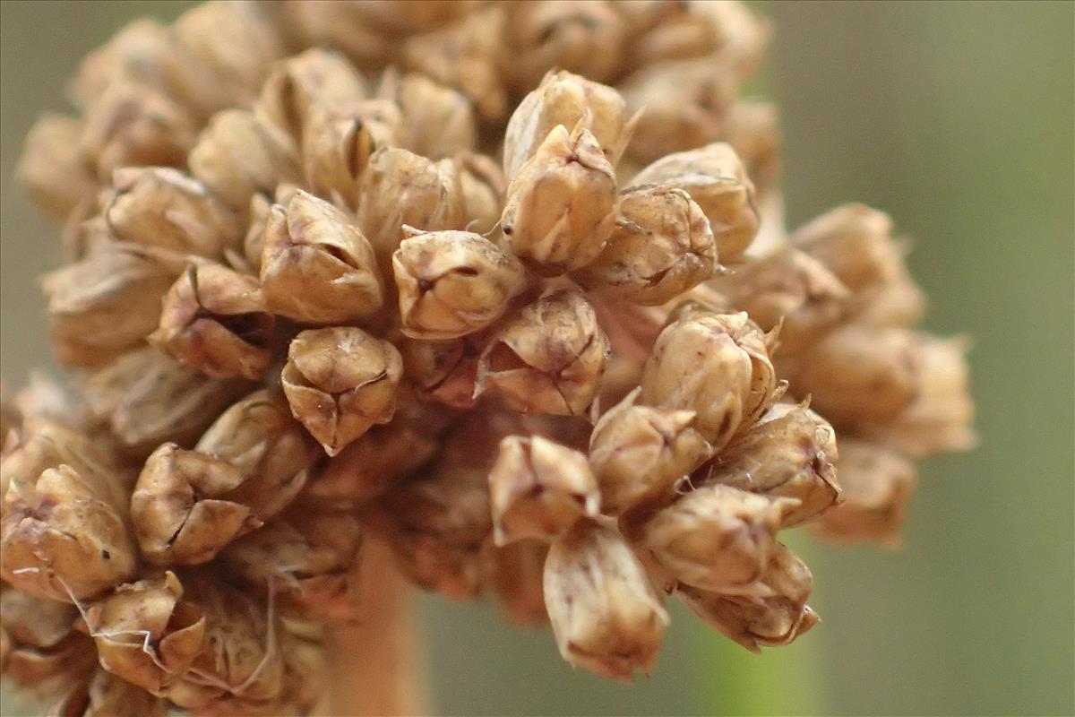 Juncus gregiflorus (door Sipke Gonggrijp)