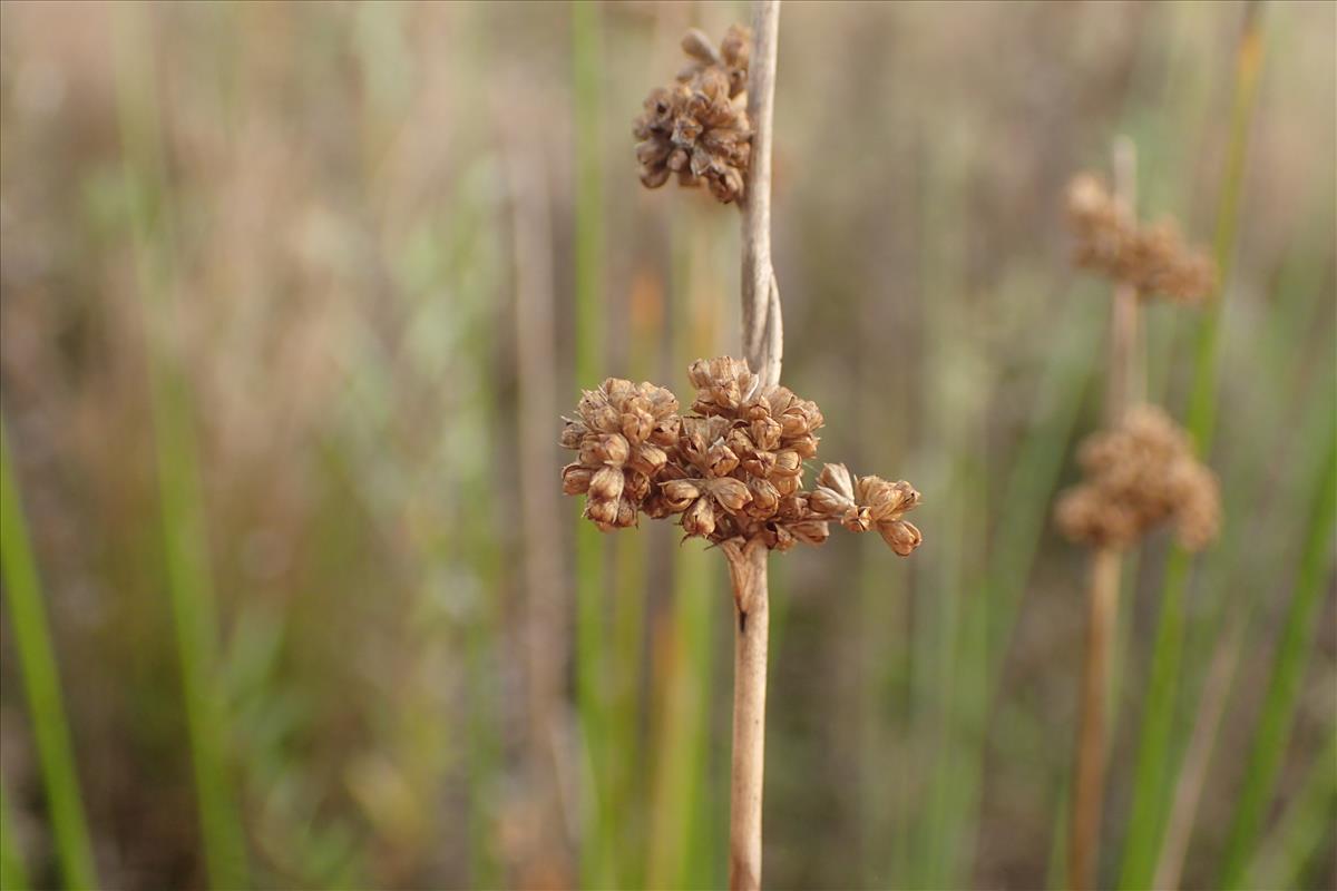 Juncus gregiflorus (door Sipke Gonggrijp)