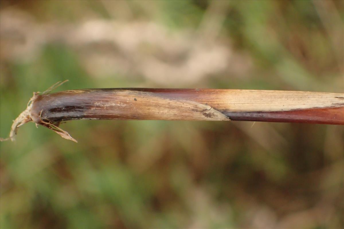 Juncus gregiflorus (door Sipke Gonggrijp)