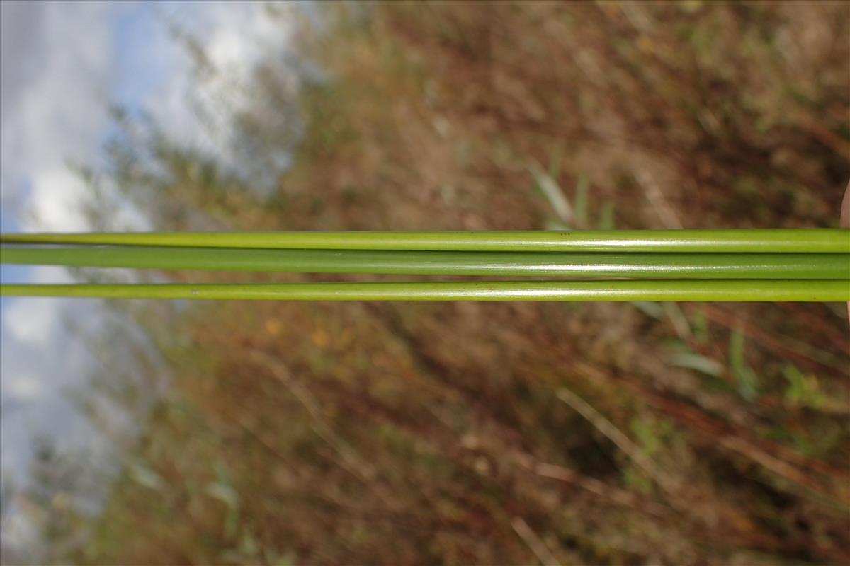 Juncus gregiflorus (door Sipke Gonggrijp)