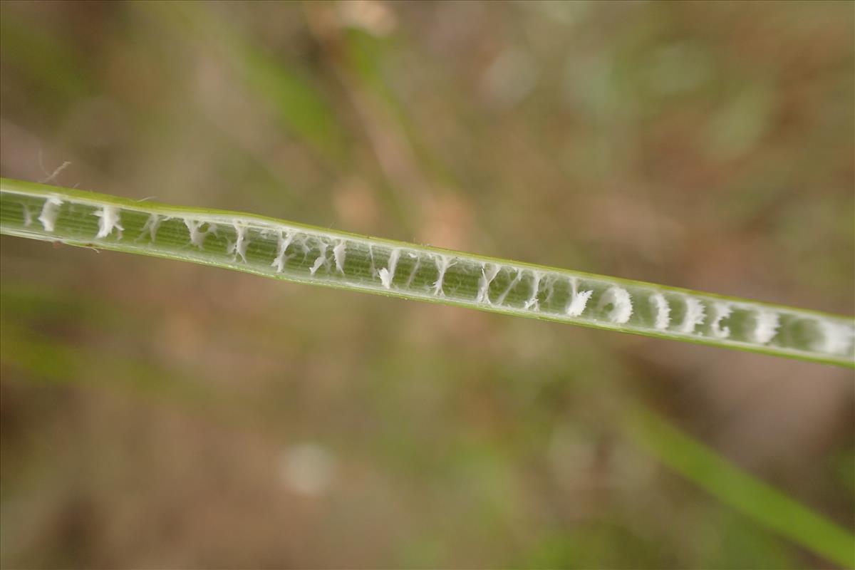 Juncus gregiflorus (door Sipke Gonggrijp)