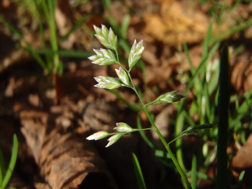 Poa annua (door Johan Loermans)