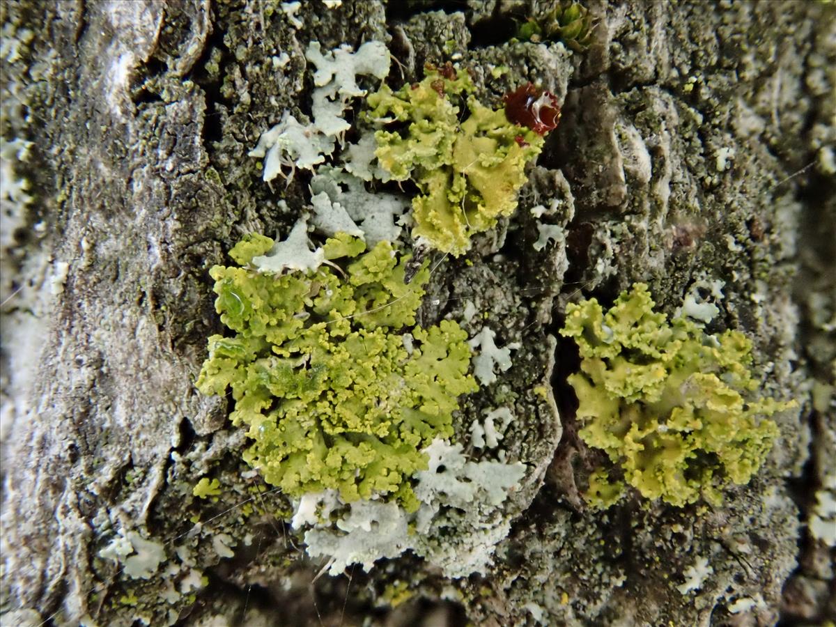 Polycauliona candelaria (door Lukas Verboom)
