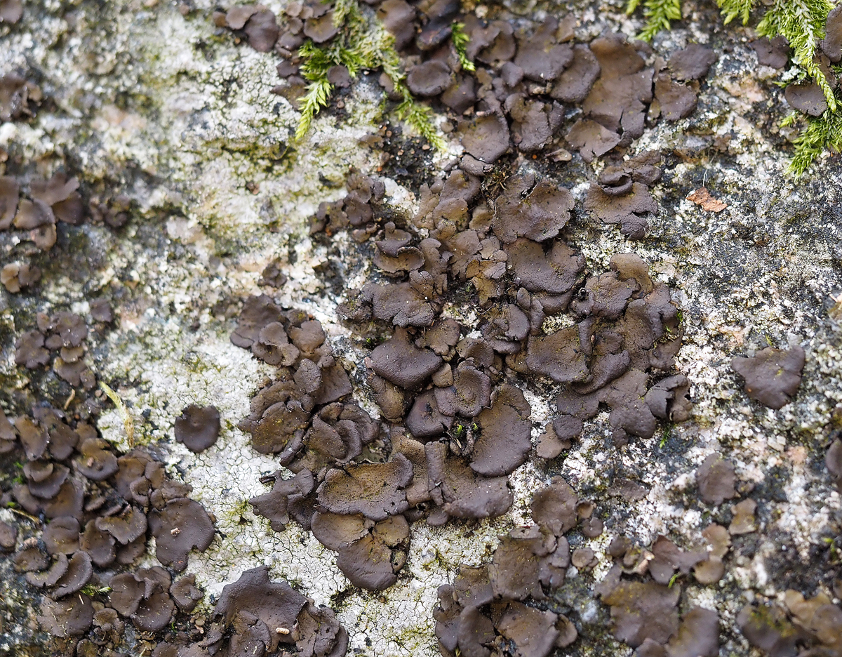 Umbilicaria deusta (door Jeroen van der Loop)