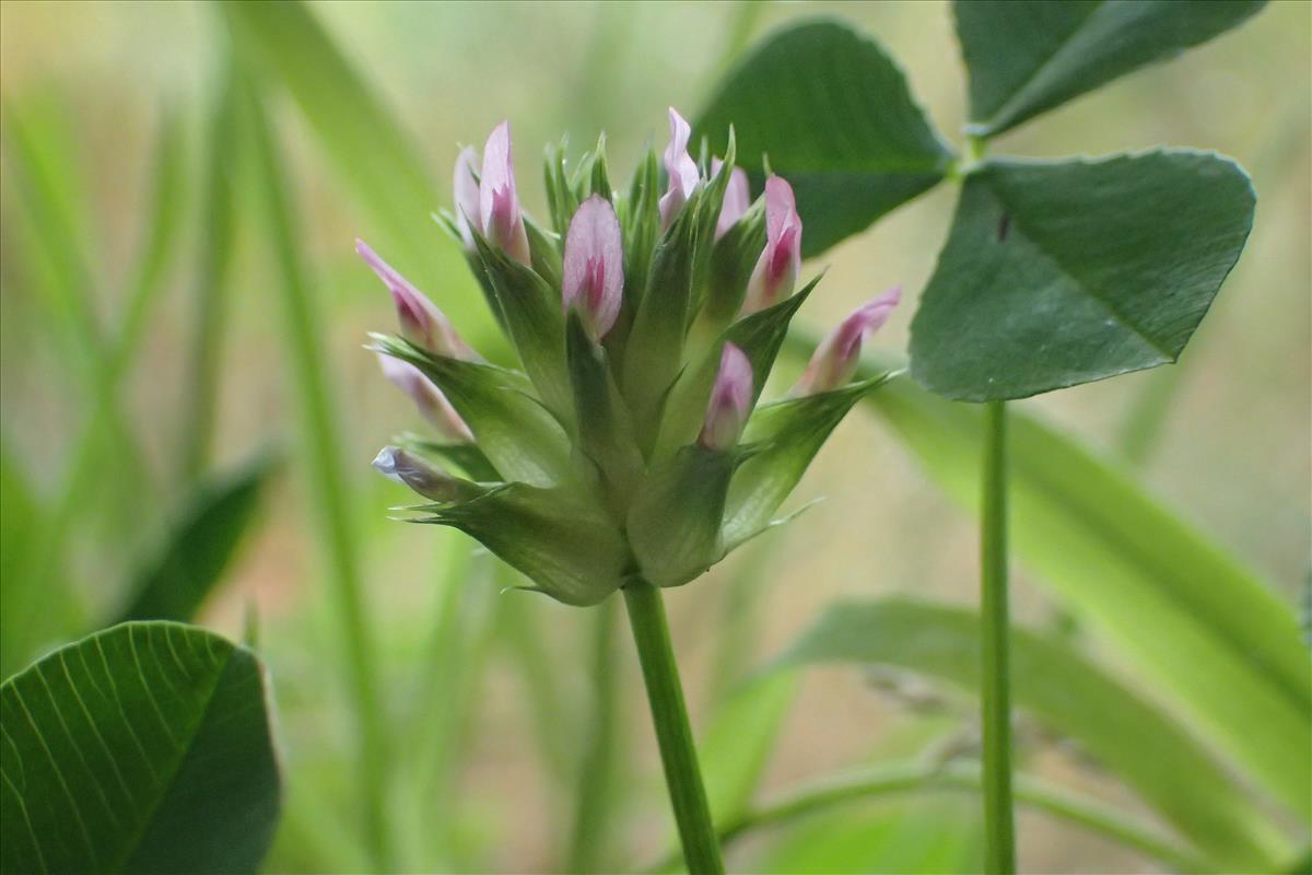 Trifolium spumosum (door Sipke Gonggrijp)