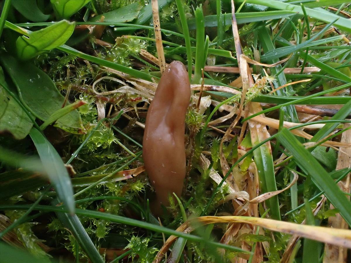 Microglossum olivaceum (door Leo Jalink)