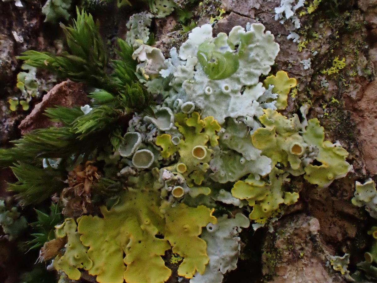 Xanthoria parietina (door Lukas Verboom)