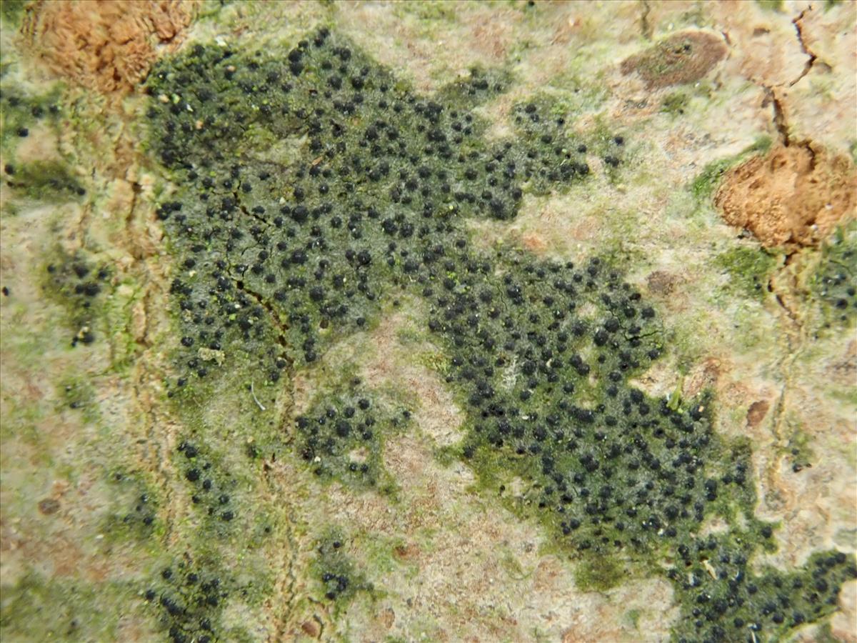 Dichoporis taylorii (door Lukas Verboom)