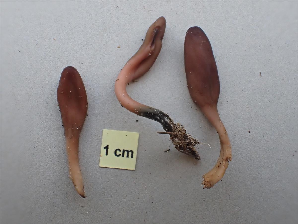 Microglossum olivaceum (door Leo Jalink)