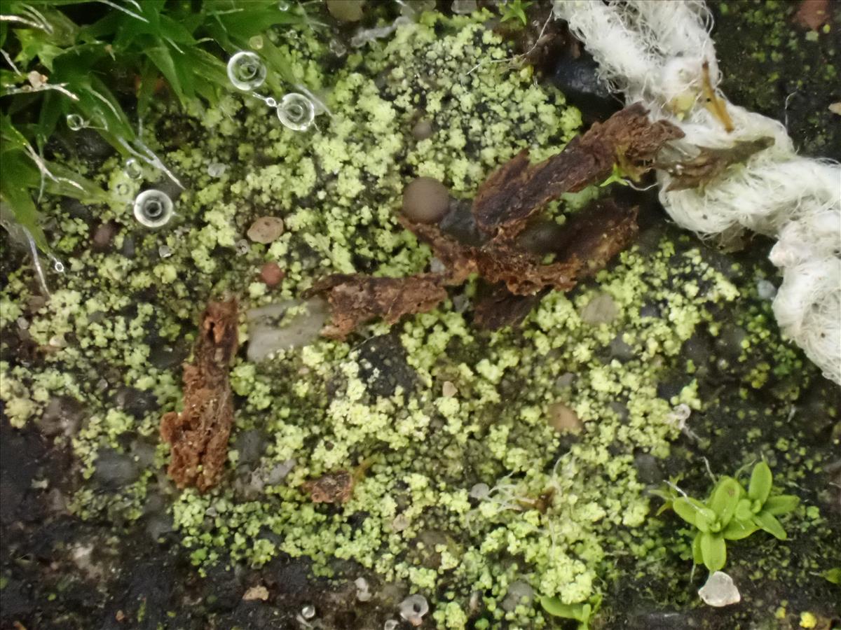 Bacidina caligans (door Lukas Verboom)