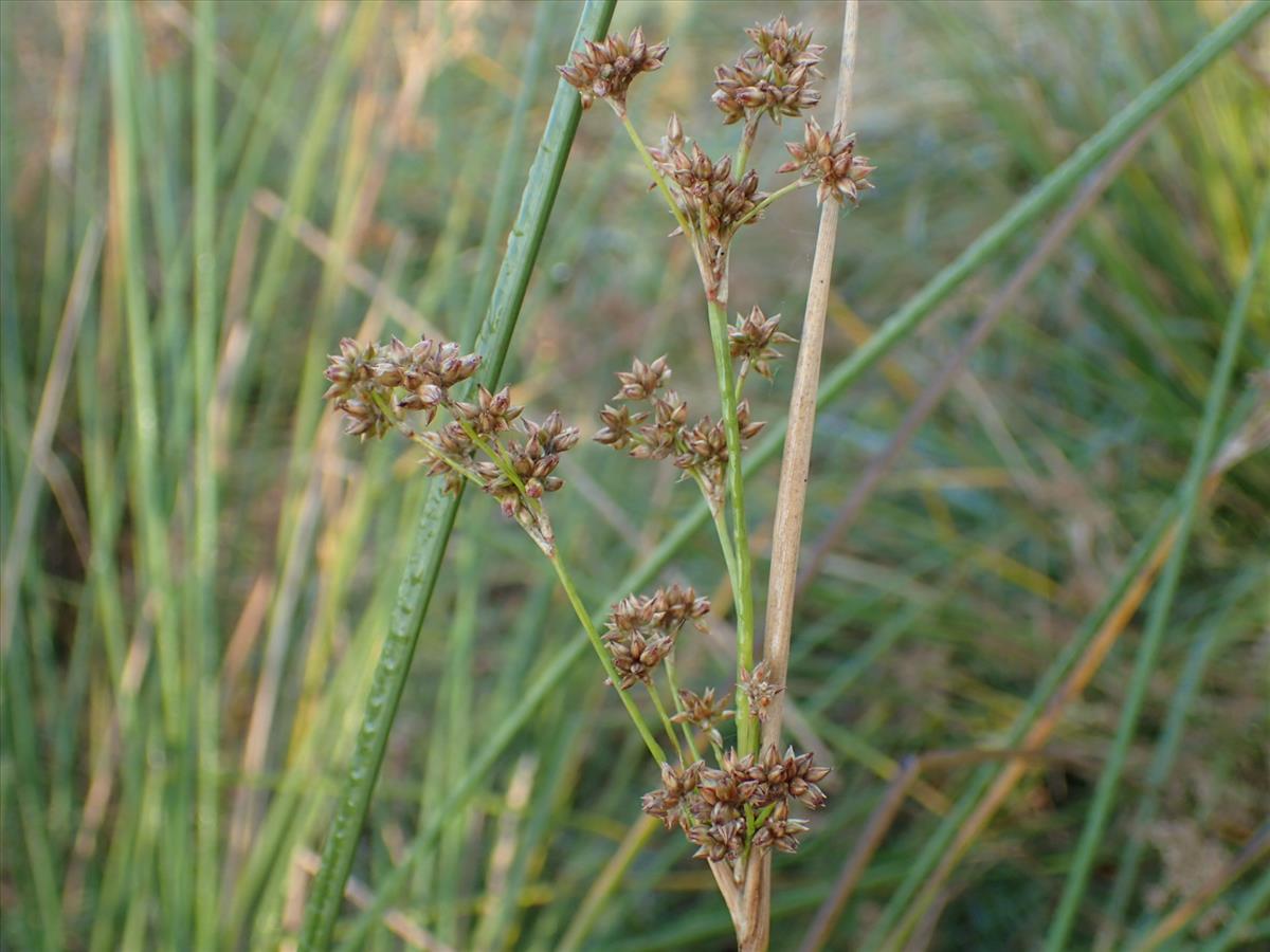 Juncus vaginatus (door Sipke Gonggrijp)