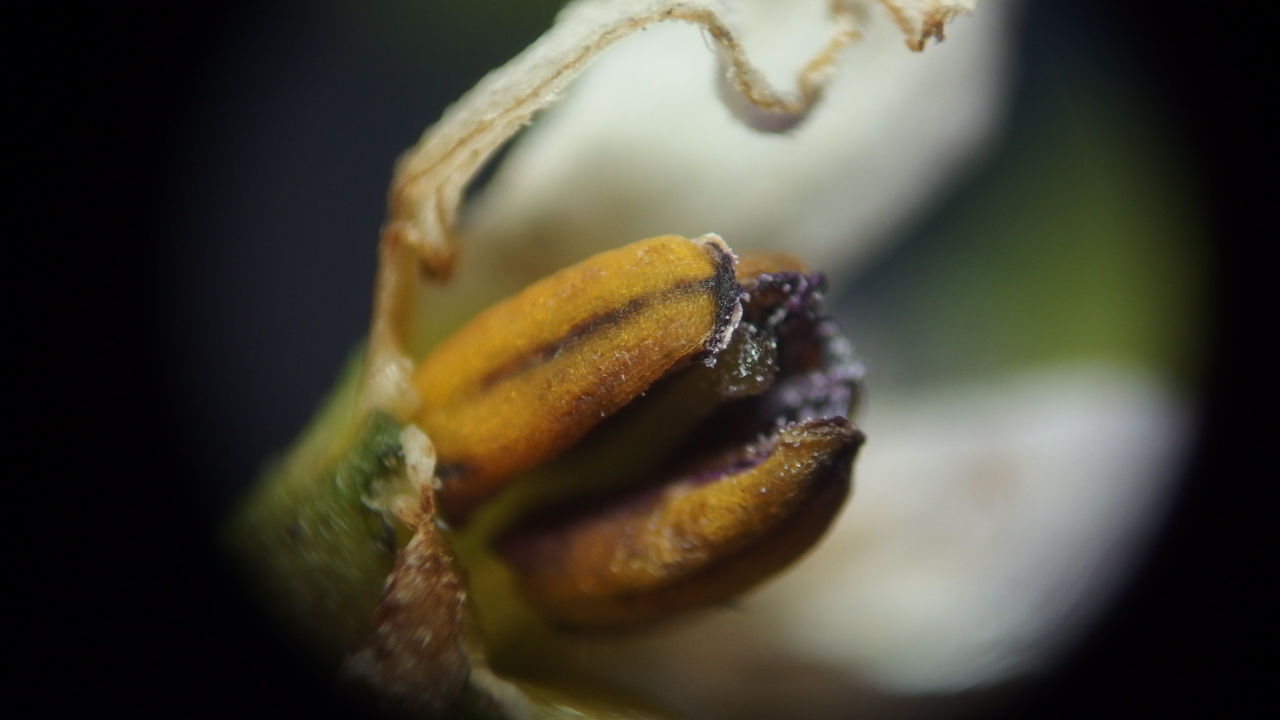 Solanum scabrum (door Sipke Gonggrijp)