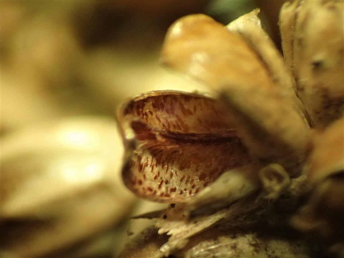 Juncus vaginatus (door Sipke Gonggrijp)