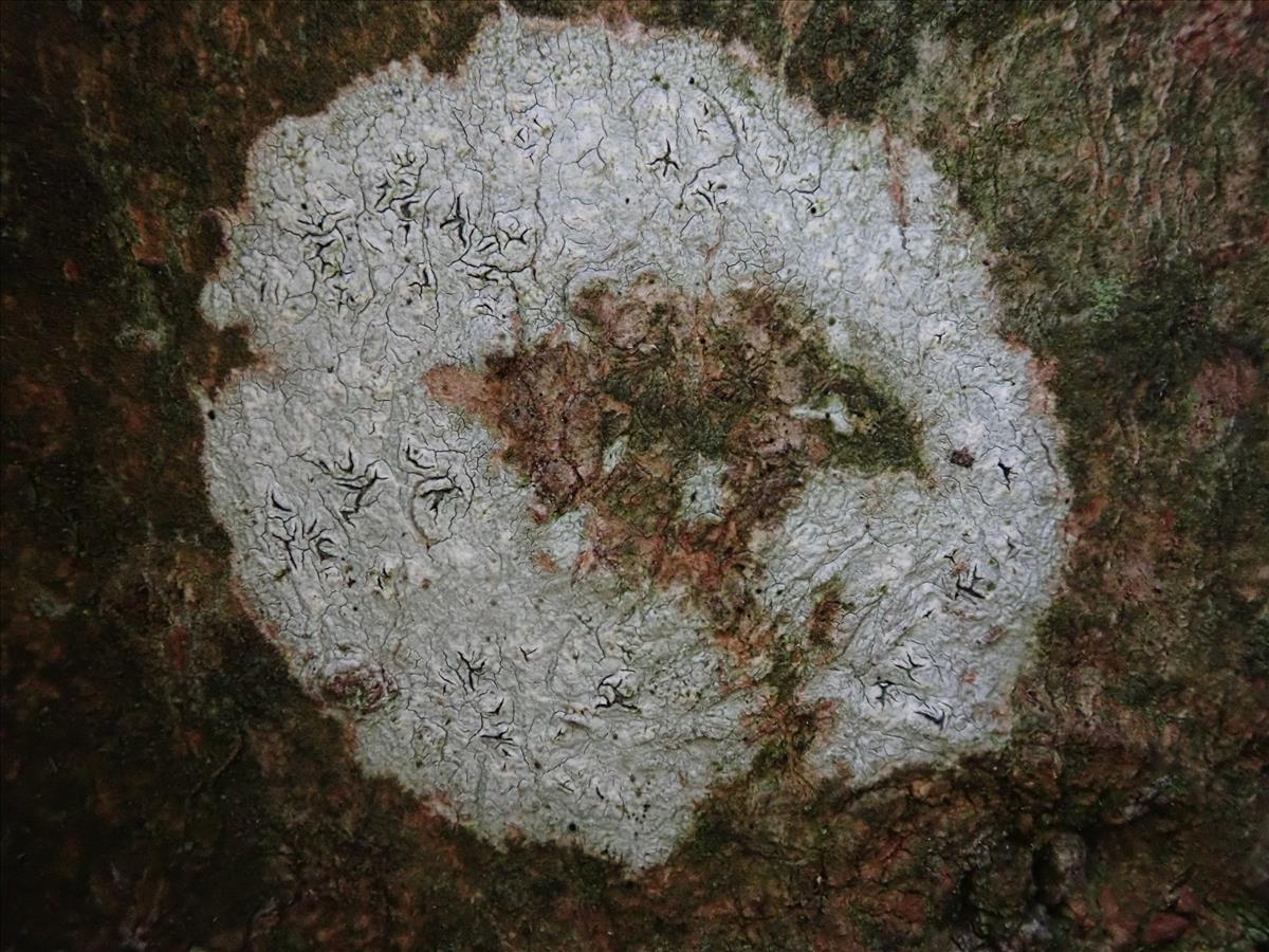 Graphis inustuloides (door Lukas Verboom)