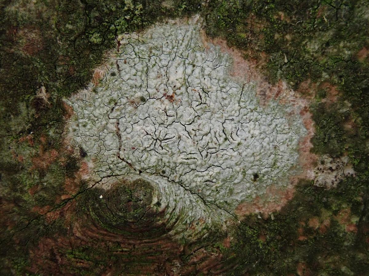 Graphis inustuloides (door Lukas Verboom)
