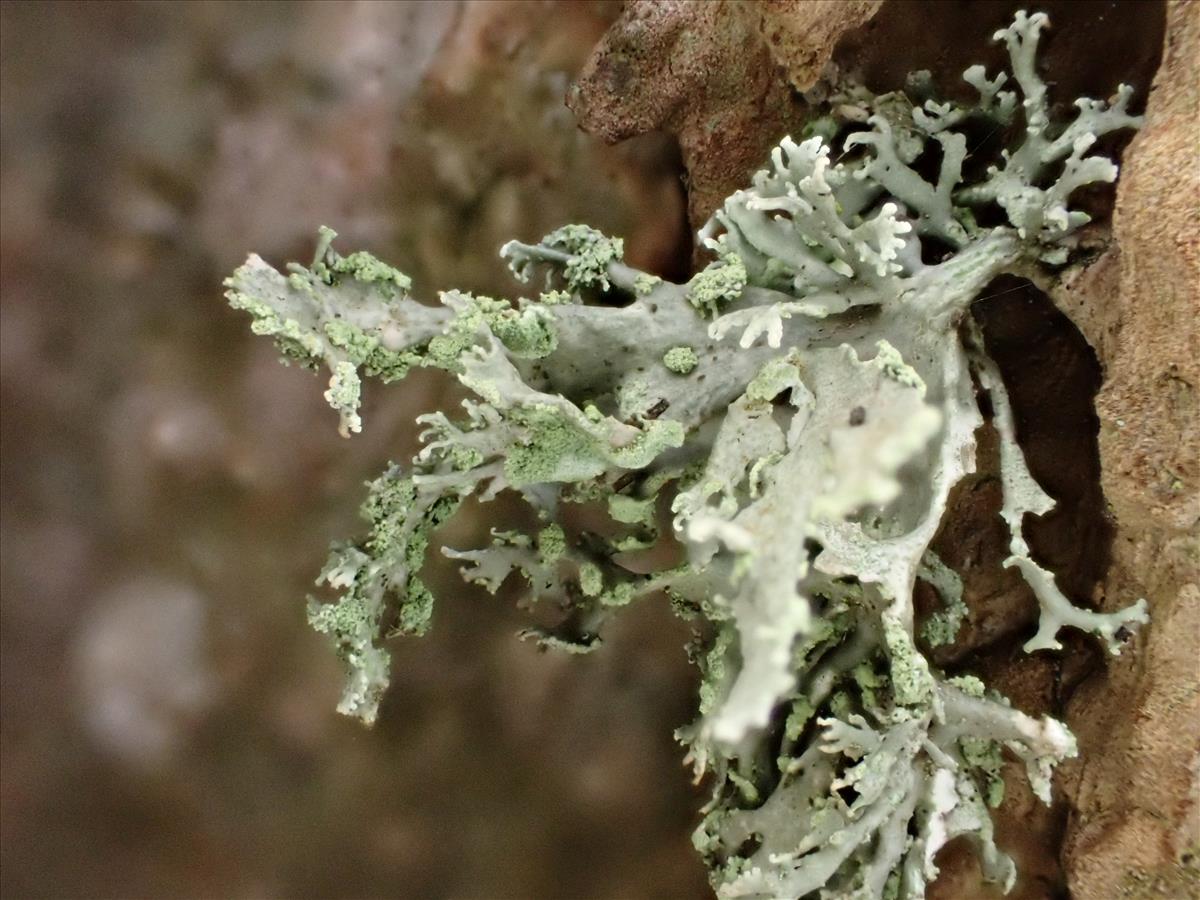 Ramalina pollinaria (door Sander van Zon)