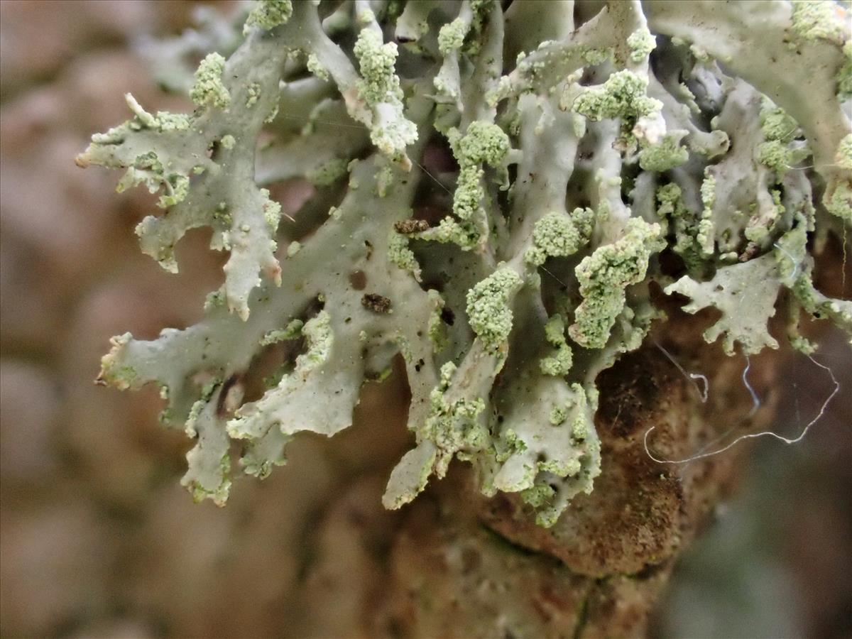 Ramalina pollinaria (door Sander van Zon)