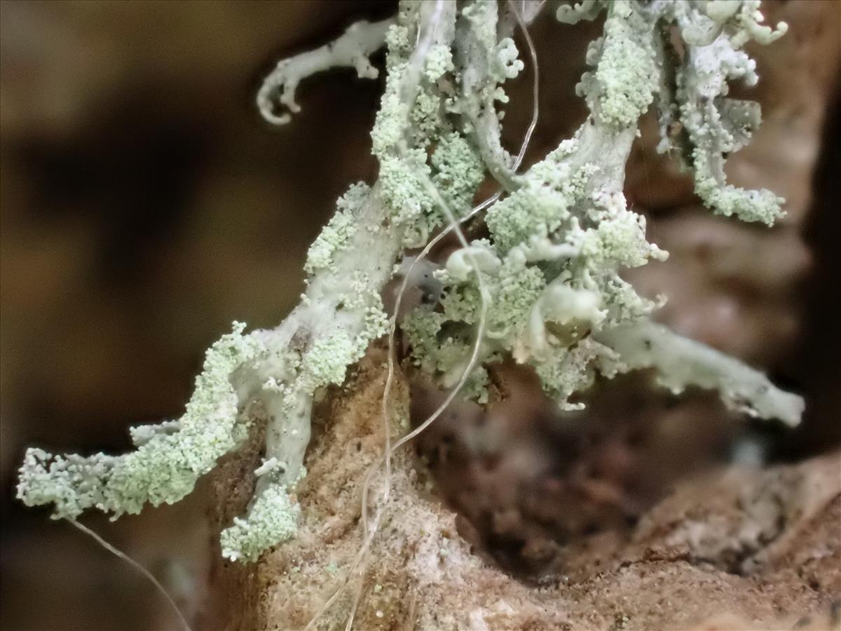 Ramalina pollinaria (door Sander van Zon)