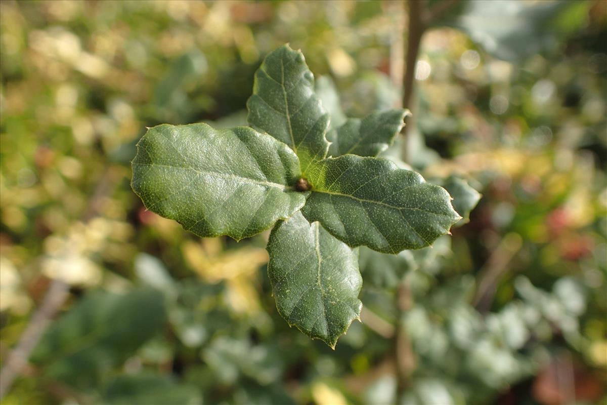 Quercus suber (door Stef van Walsum)