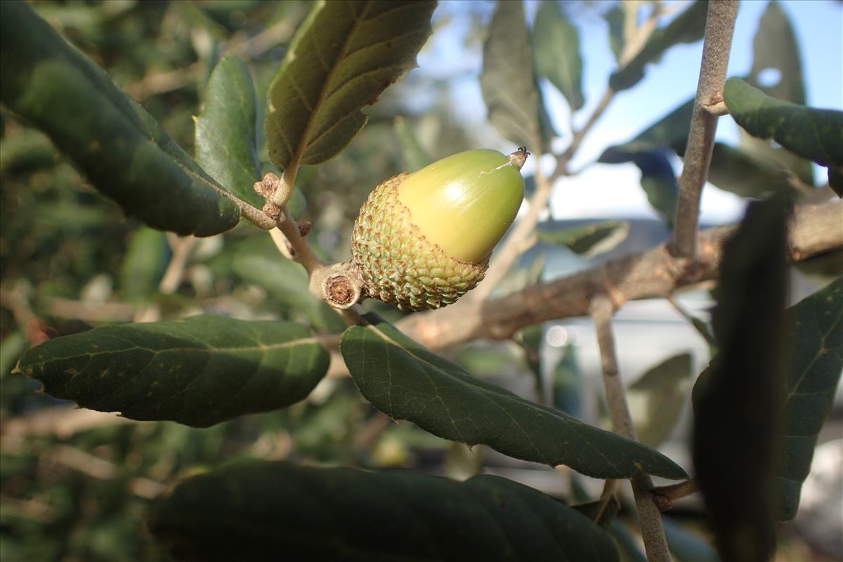 Quercus suber (door Stef van Walsum)