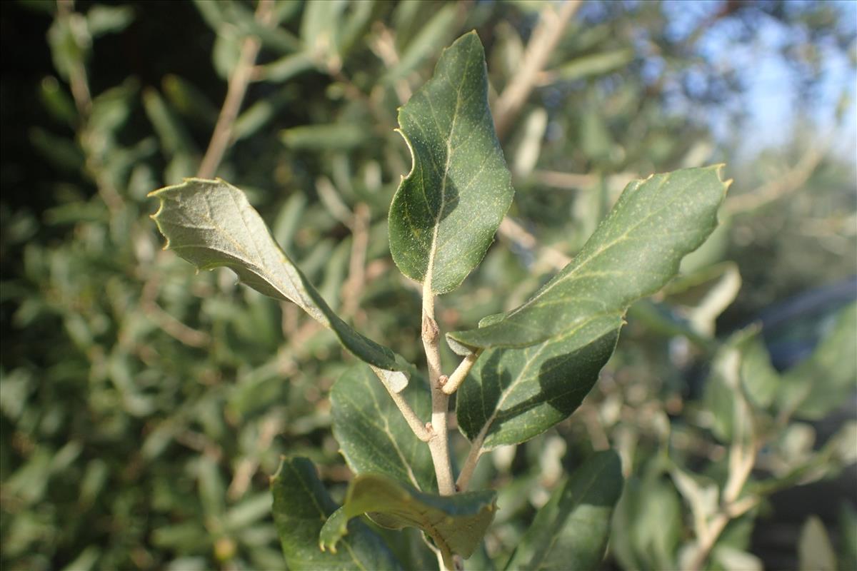 Quercus suber (door Stef van Walsum)