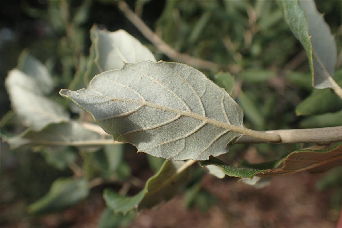 Quercus suber (door Stef van Walsum)