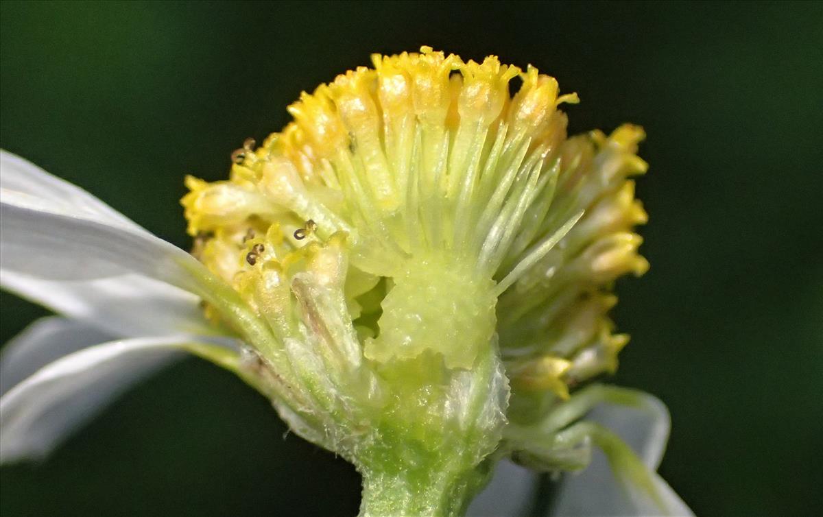 Anthemis cotula (door Stef van Walsum)