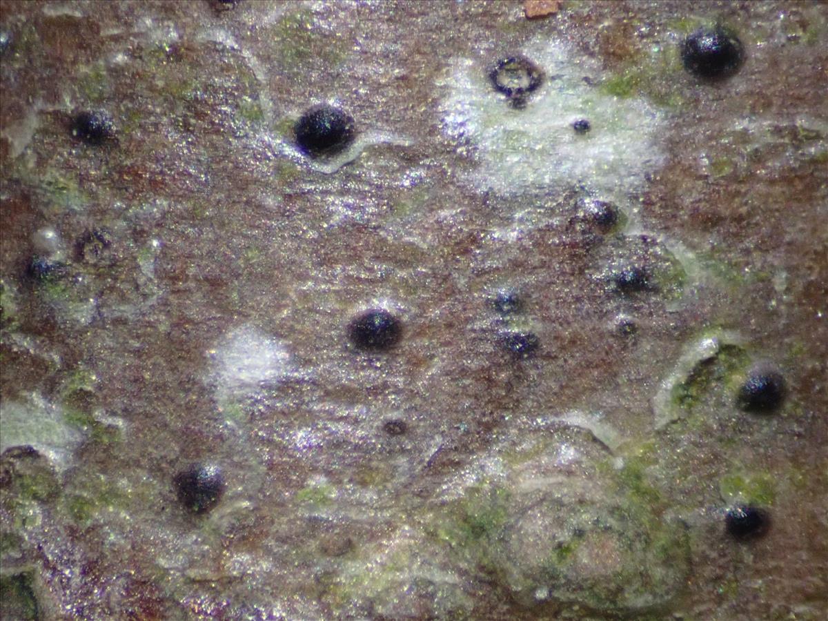 Pyrenula coryli (door Lukas Verboom)