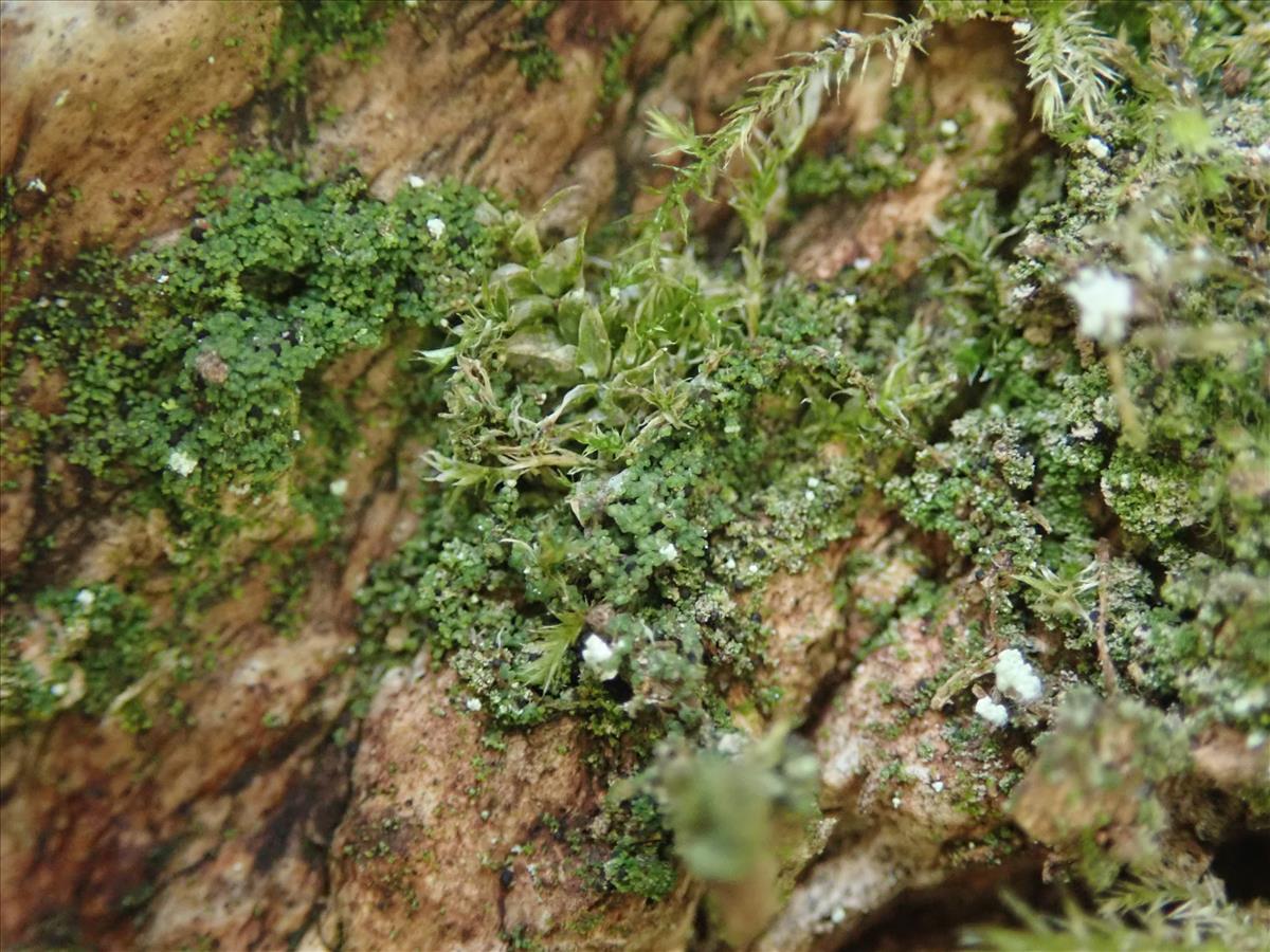 Agonimia flabelliformis (door Lukas Verboom)