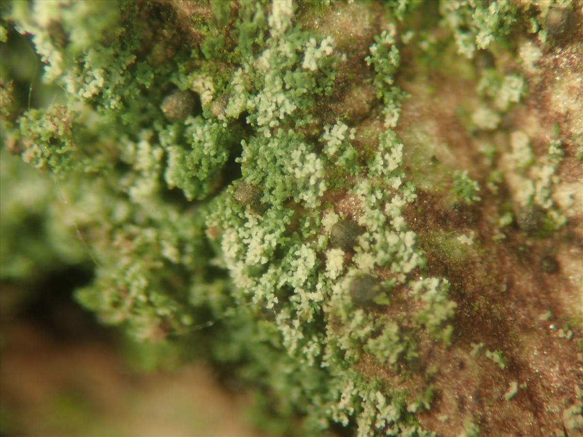 Agonimia flabelliformis (door Lukas Verboom)