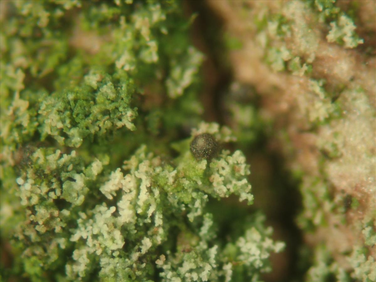 Agonimia flabelliformis (door Lukas Verboom)