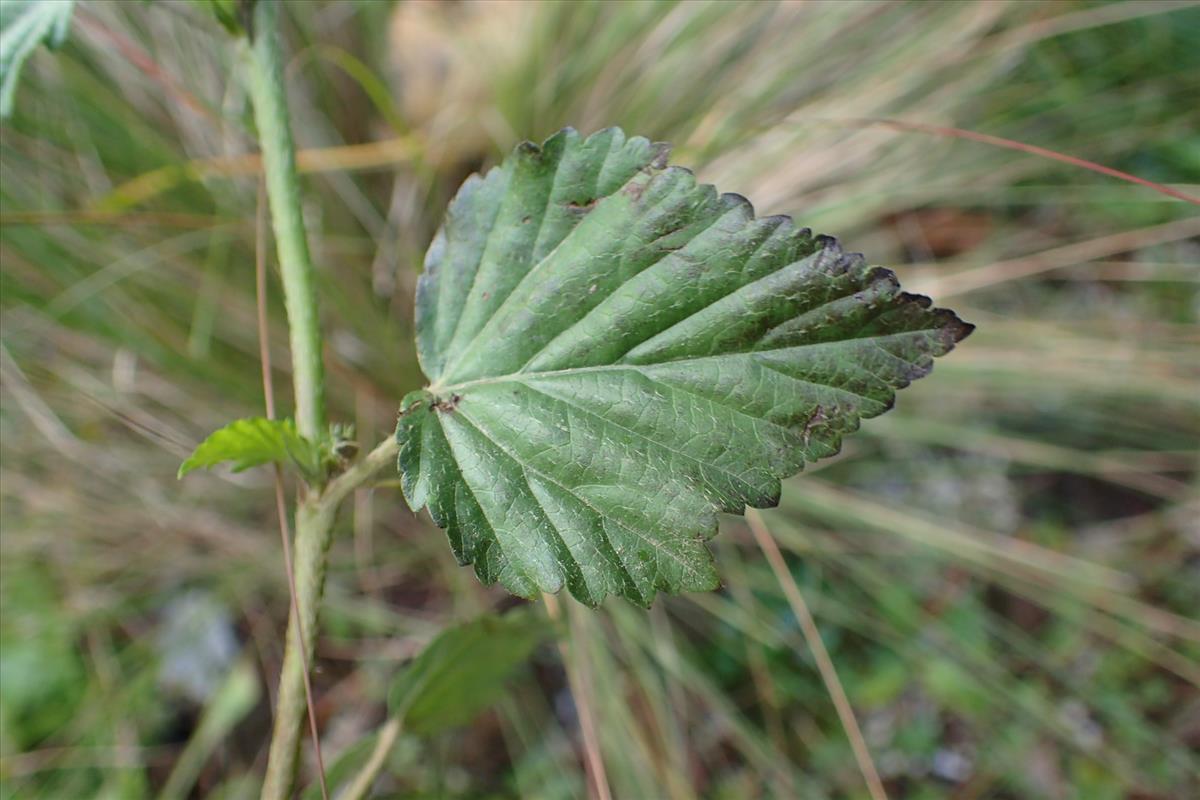 Malvastrum coromandelianum (door Sipke Gonggrijp)