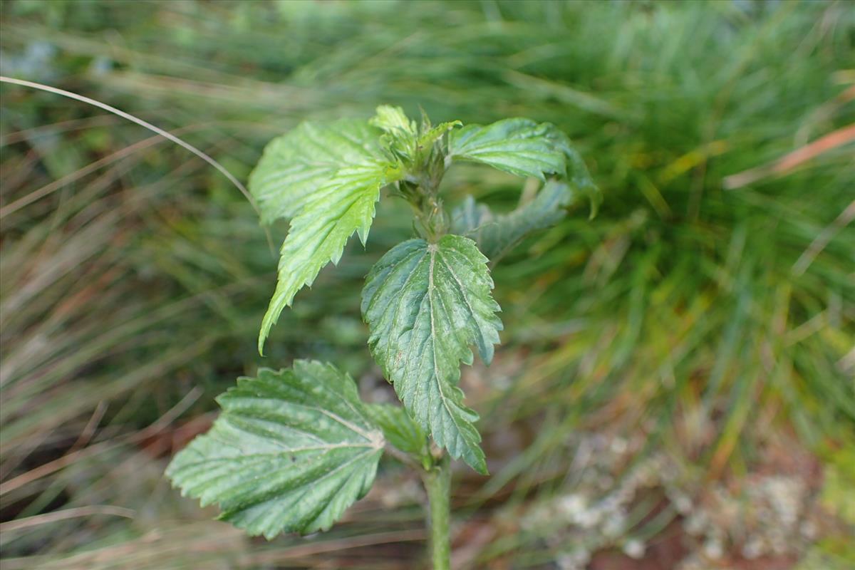 Malvastrum coromandelianum (door Sipke Gonggrijp)