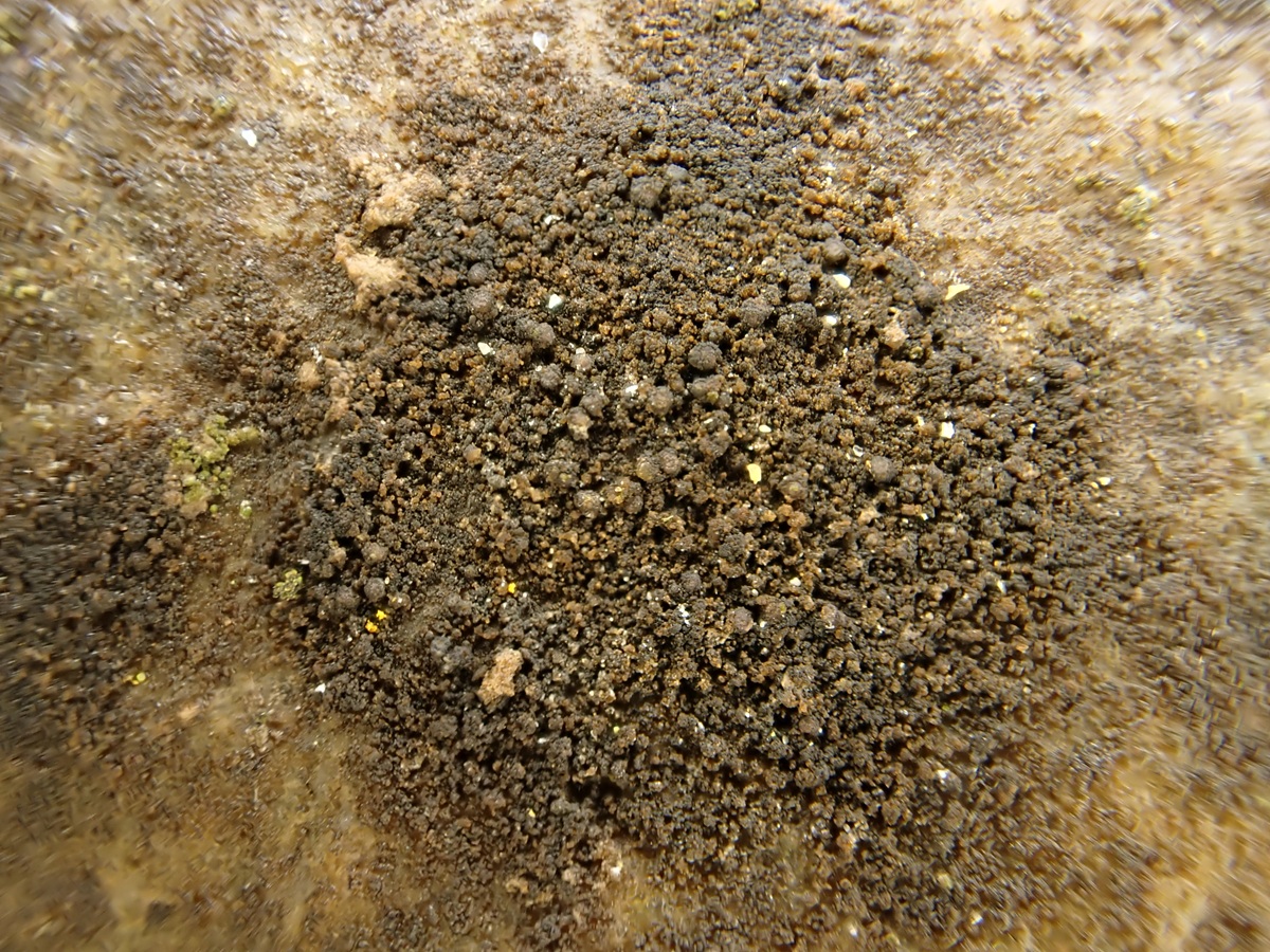 Thelignya neglecta (door Guido Berger)