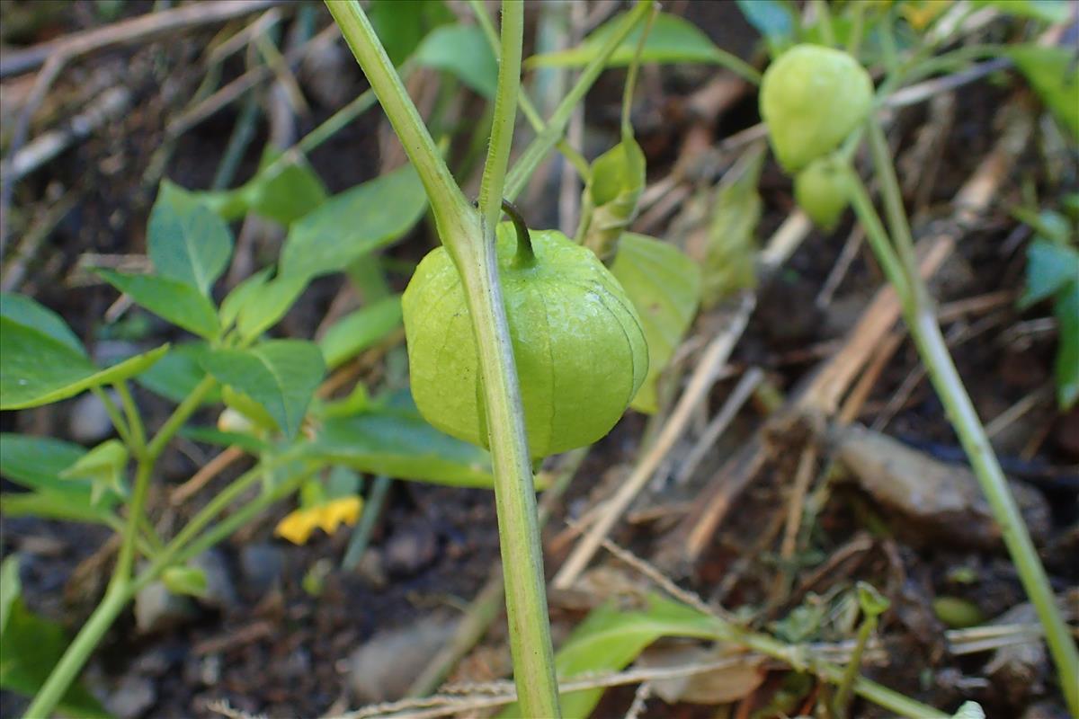 Physalis philadelphica (door Sipke Gonggrijp)