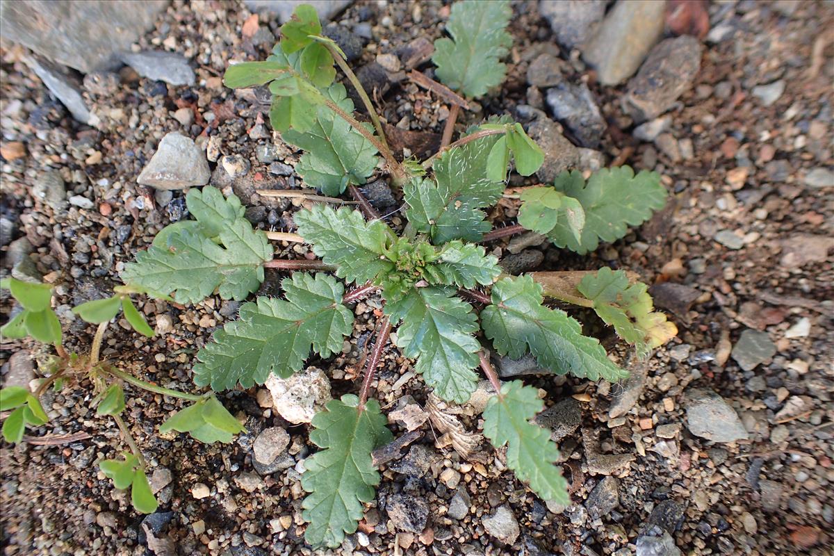 Erodium brachycarpum (door Sipke Gonggrijp)